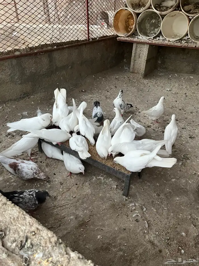 حمام بلدي للبيع 1