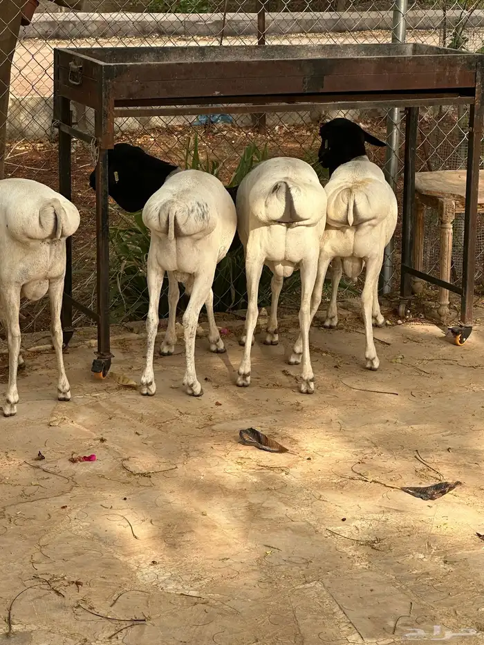 برابر ورفيديات 5