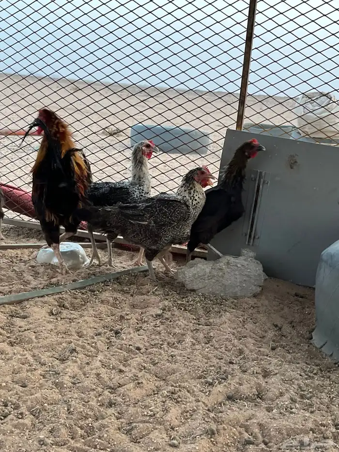 للبيع دجاج بياض 0