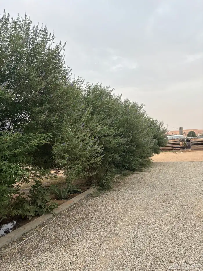 حوش لتقبيل 4