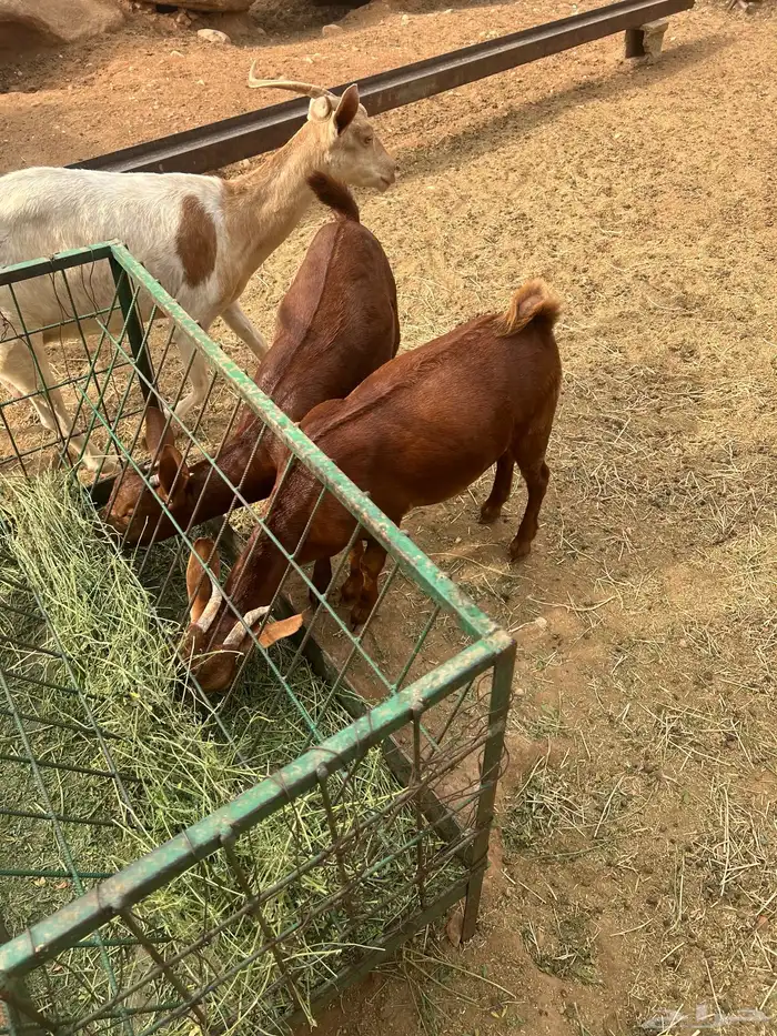 ثربان 4