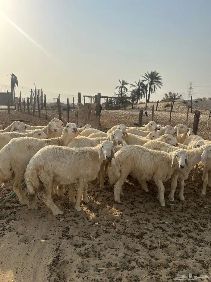 خرفان حريات ( تم البيع ) 1