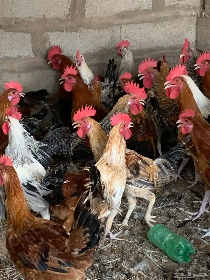 للبيع ديكه بلدي 6