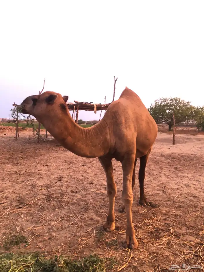 جمل ساحلي السن ثني 6