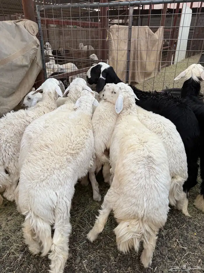 طليان وتيوس ذبايح نظيفه ع الشرط ( سلخ وتوصيل ) 0