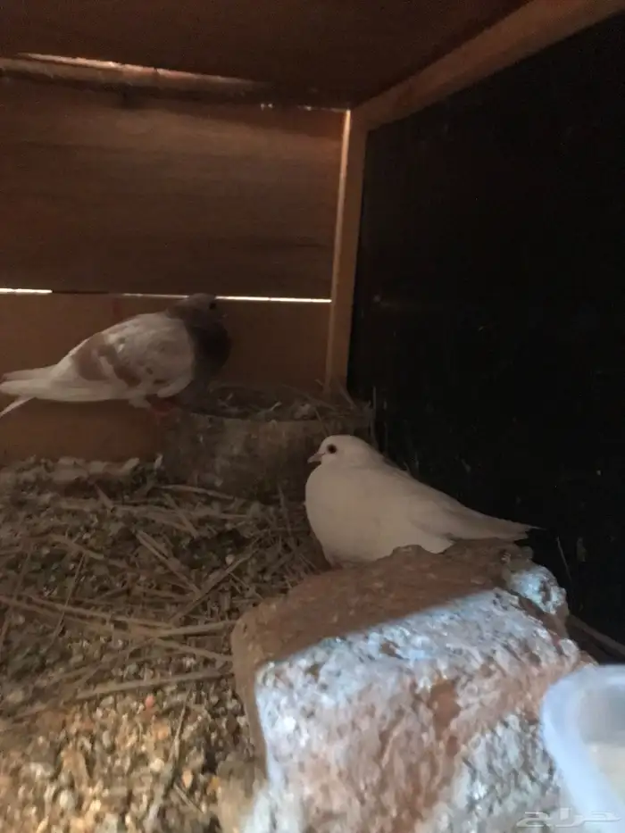 صنعاني اصيل شيبه حجم صغير وصوت ناعم 14
