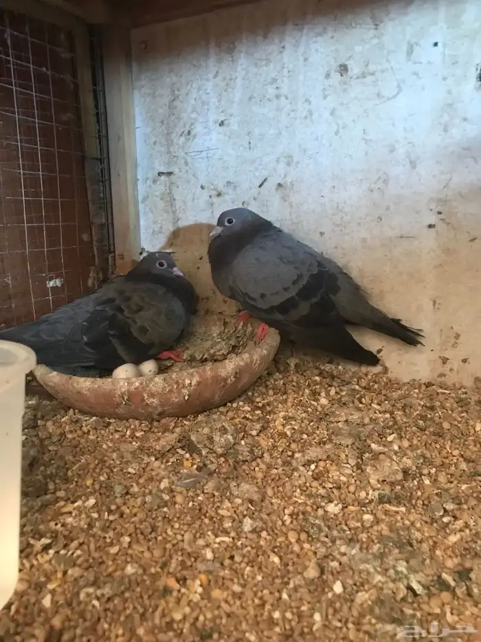 صنعاني اصيل شيبه حجم صغير وصوت ناعم 24