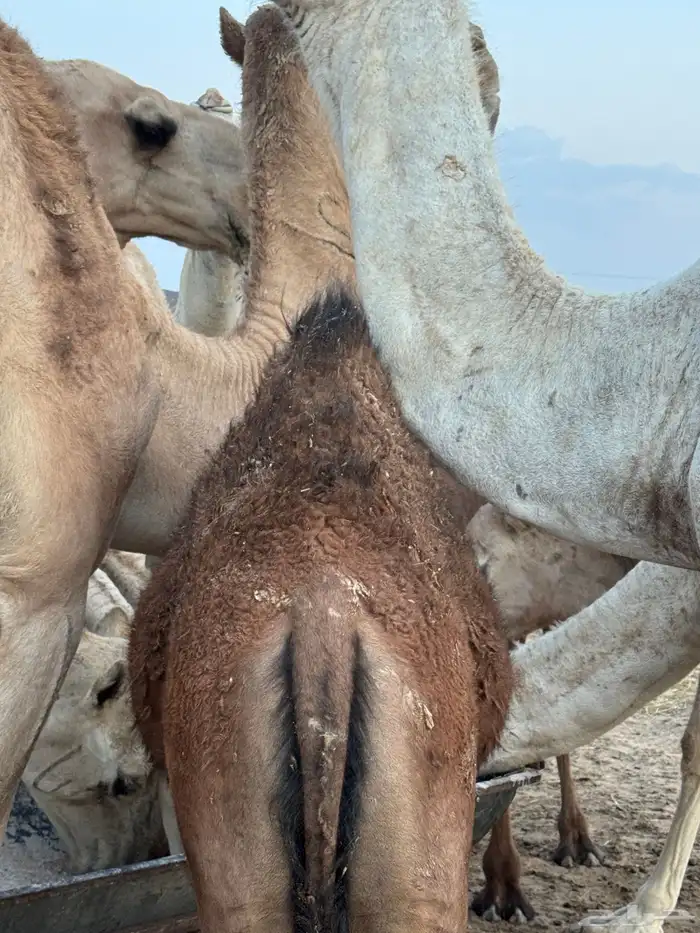 حشوان للبيع العدد 5 كفو الموقع تثليث 4