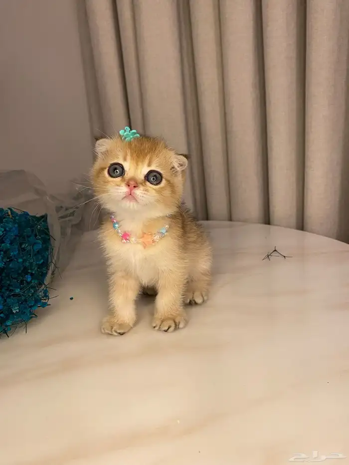 قطط للبيع سكوتش 0