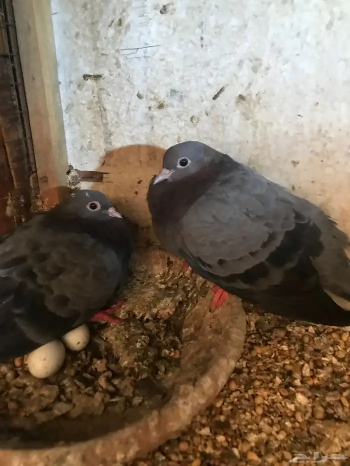 صنعاني اصيل شيبه حجم صغير وصوت ناعم 25