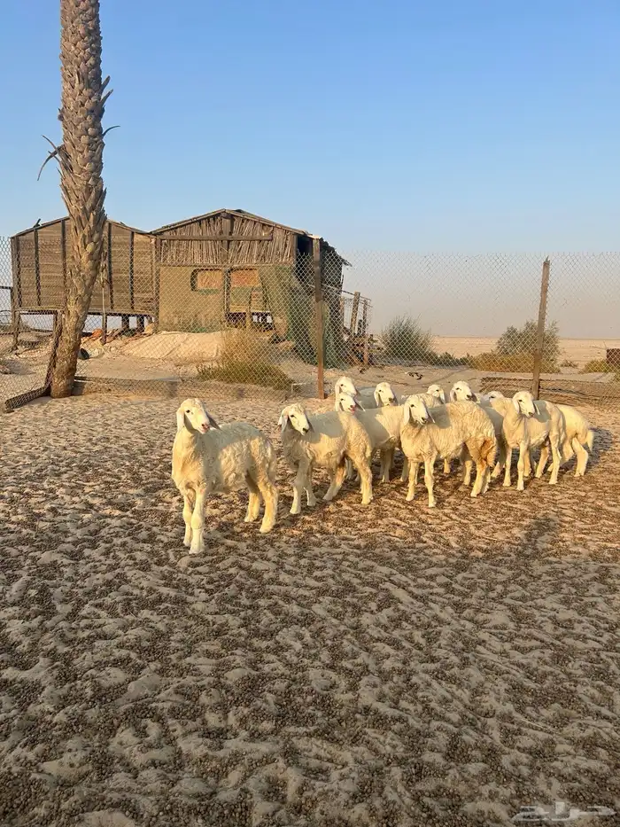 حريات هرفى ( تم البيع ) 4