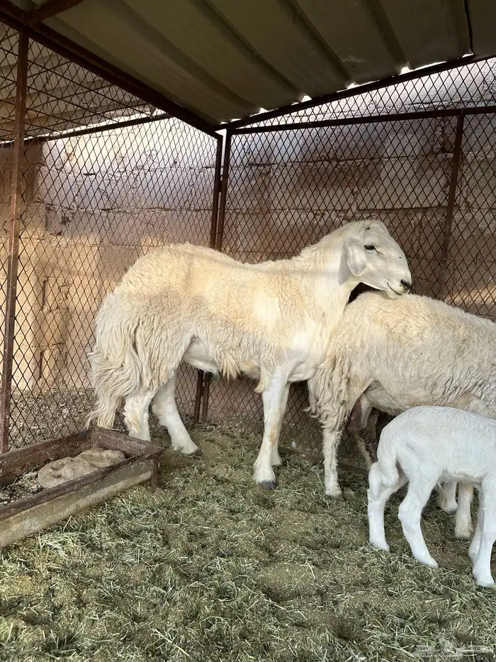 خروف حري رباع  تمم البيع 3