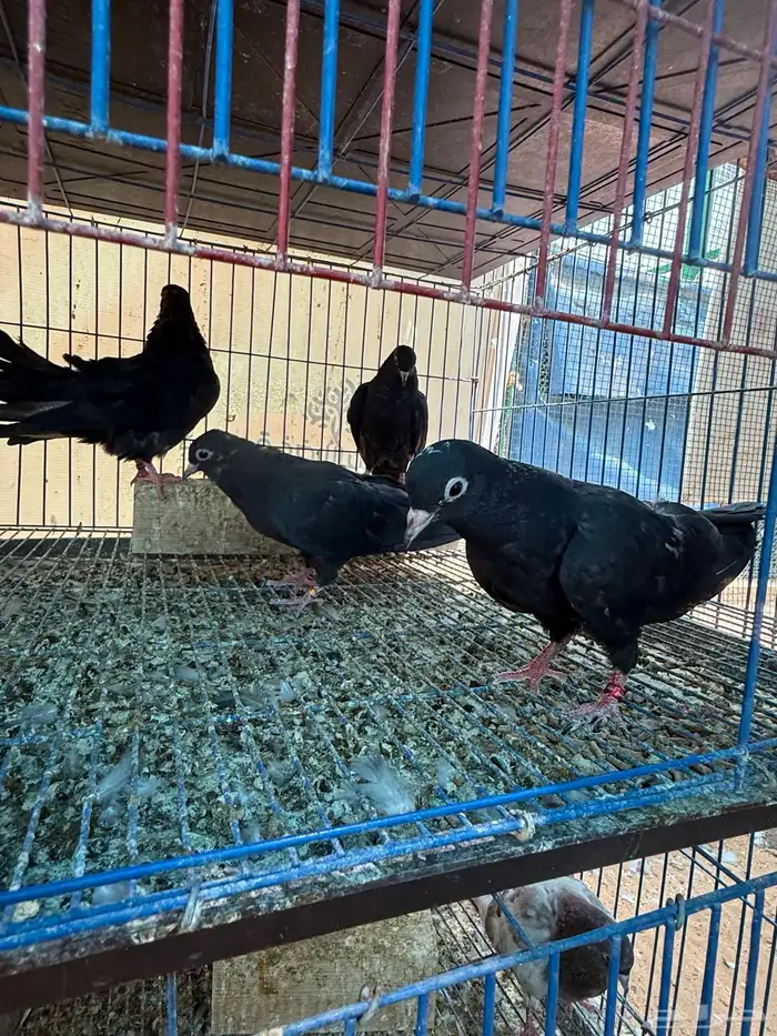 طبات صنعاوي بيور اصيل اسود 8