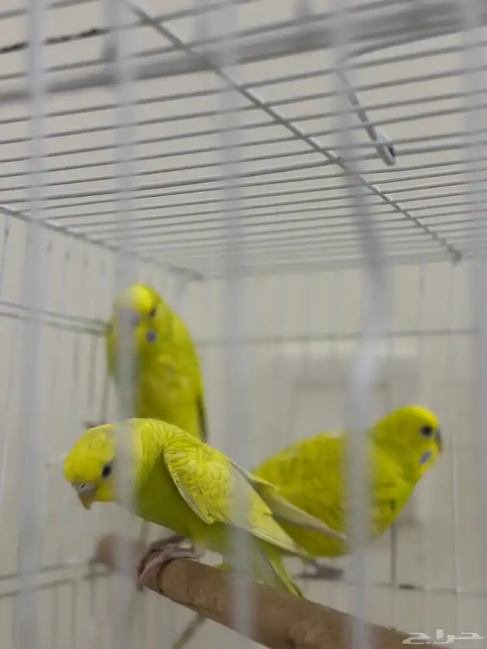 زوج بادجي وانثى تم البيع 1