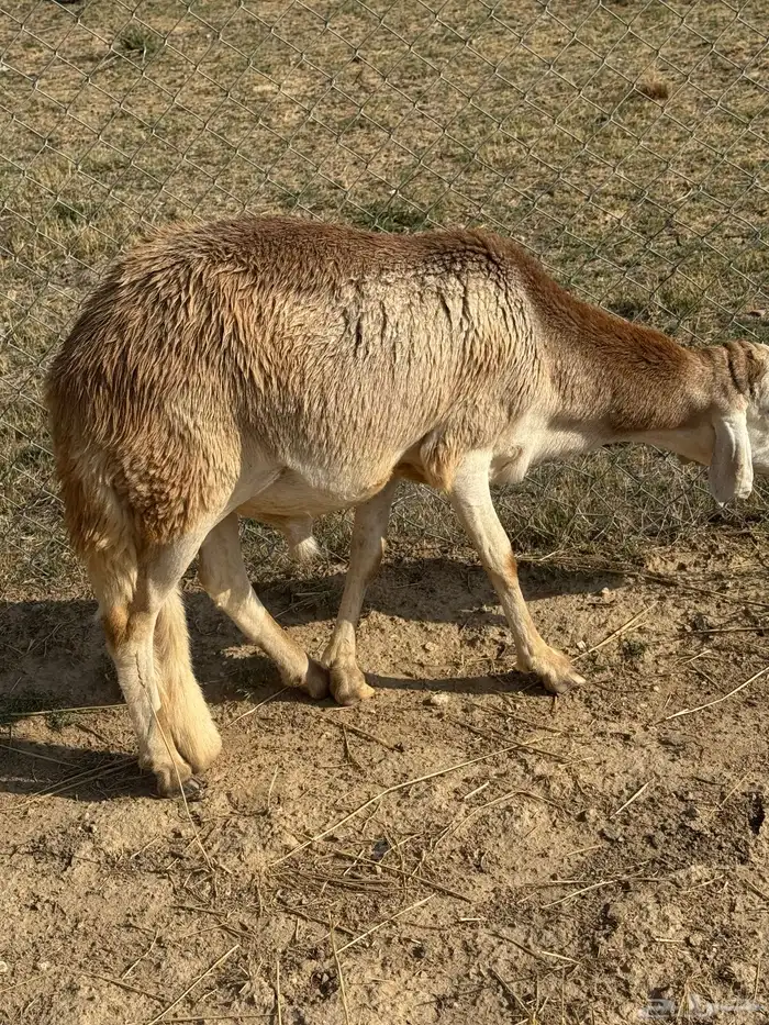 طليان سواكني مرابي 0