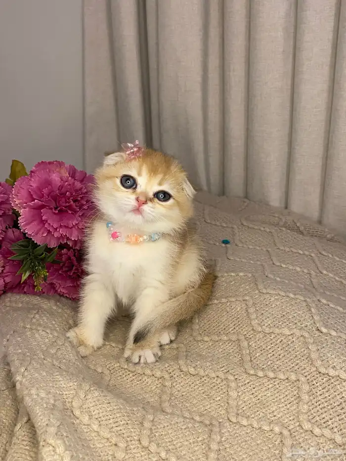 قطط للبيع سكوتش 2