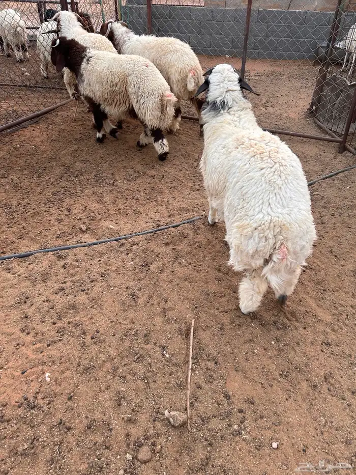 خرفان نعيم 1