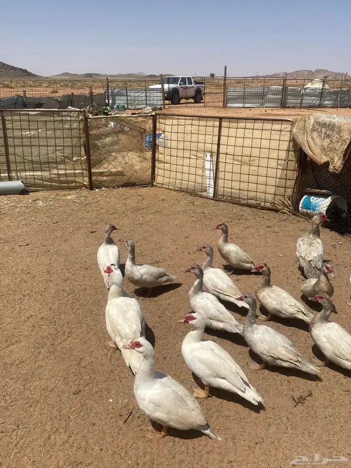 بط سوداني ( مسكوفي ) ( مصري ) ( بح ) 3