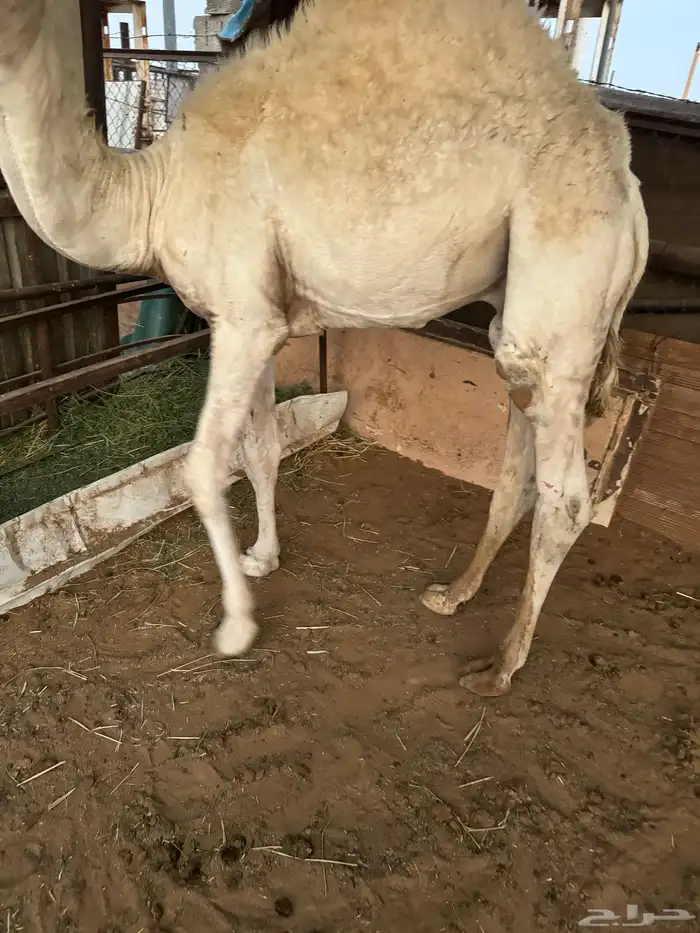 حوار مقفل فل 2