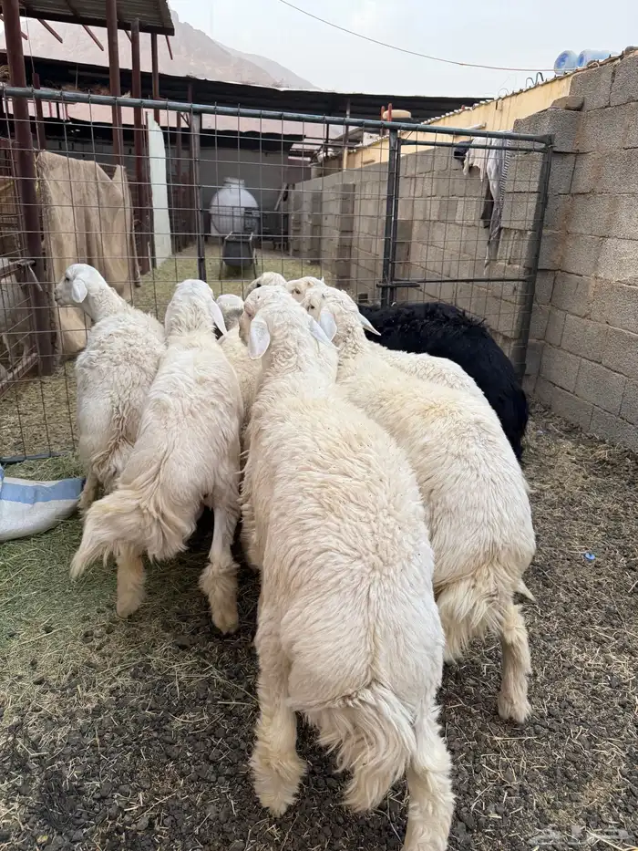 طليان وتيوس ذبايح نظيفه ع الشرط ( سلخ وتوصيل ) 3