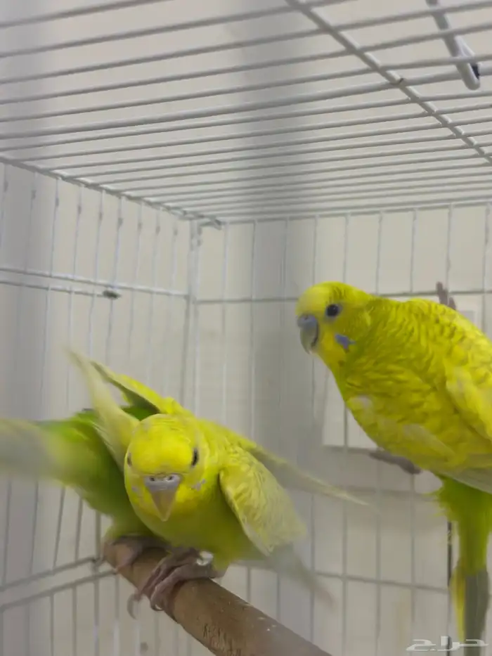 زوج بادجي وانثى تم البيع 2