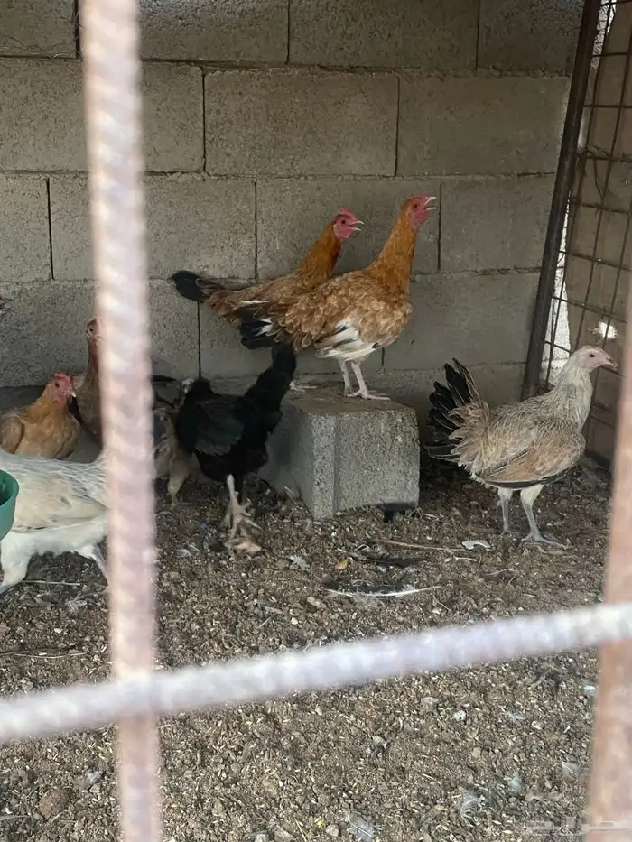 دجاج لبيع بلدي منوع 0