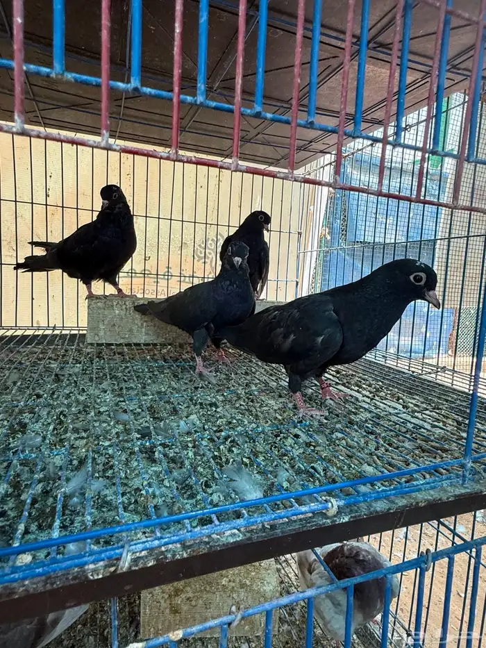 طبات صنعاوي بيور اصيل اسود 2