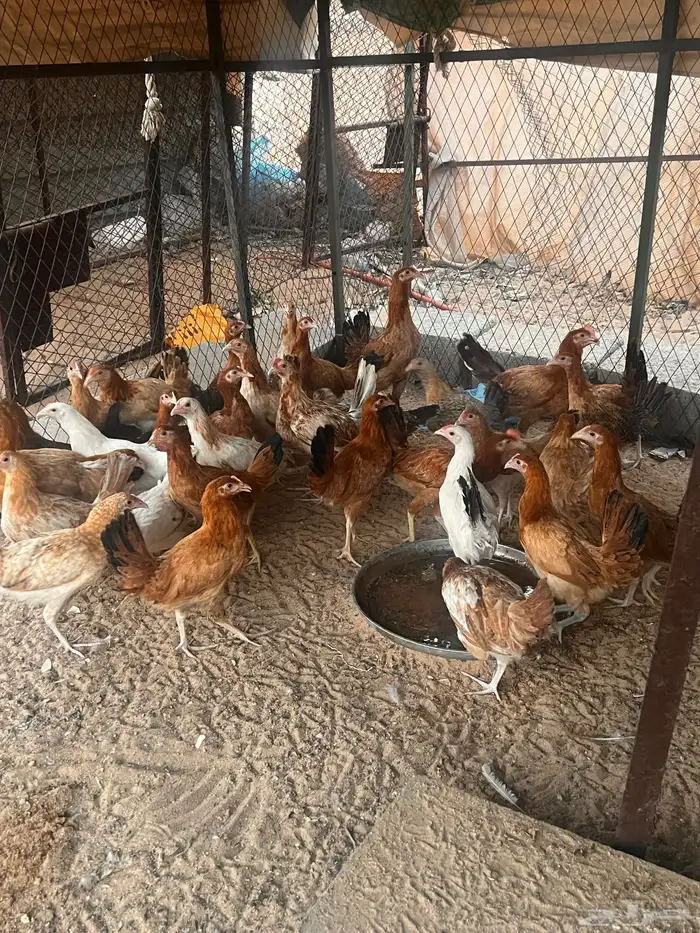 للبيع دجاج العدد 35 او ينقص 1