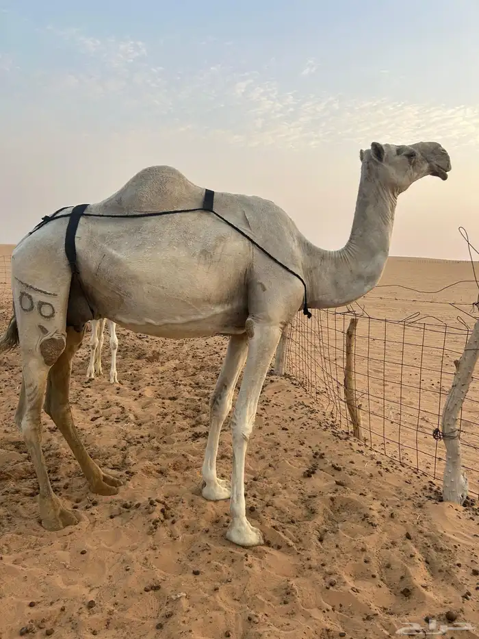 عشرا ام قعود للبيع 3