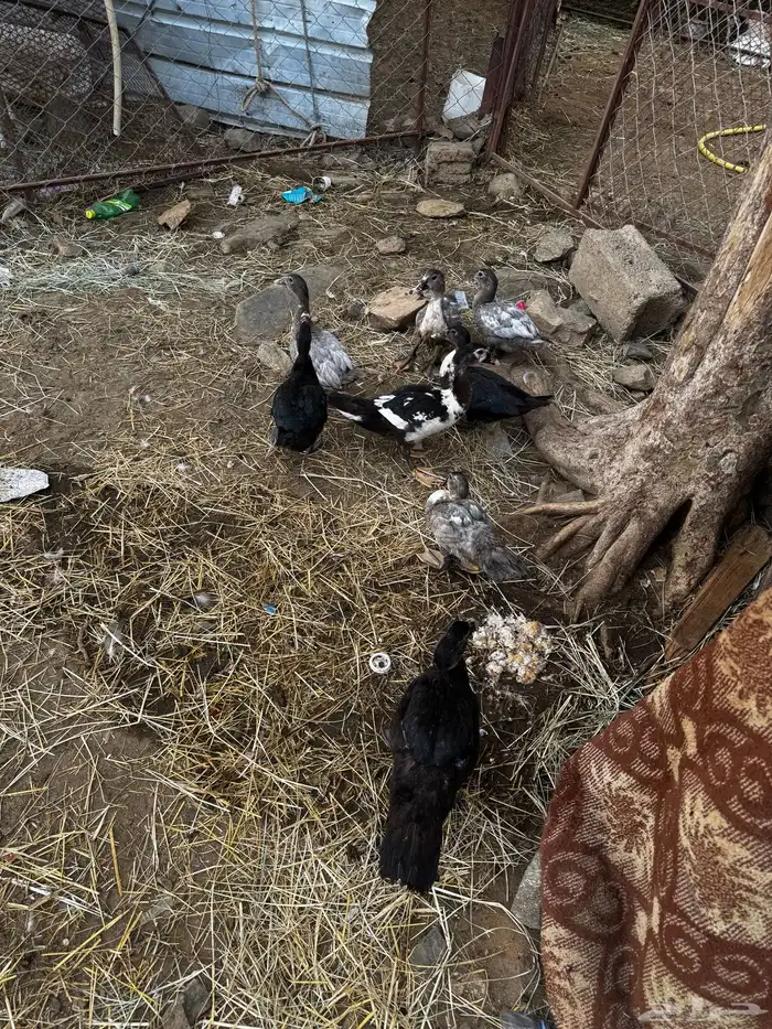 بط للبيع العدد 8 0