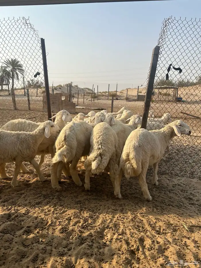 خرفان حريات ( تم البيع ) 5
