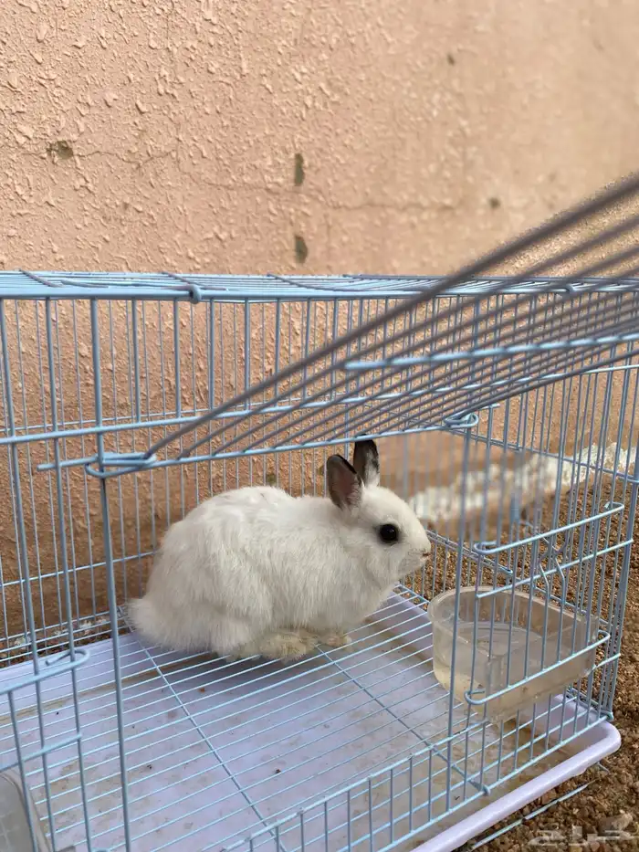 أرنب 2