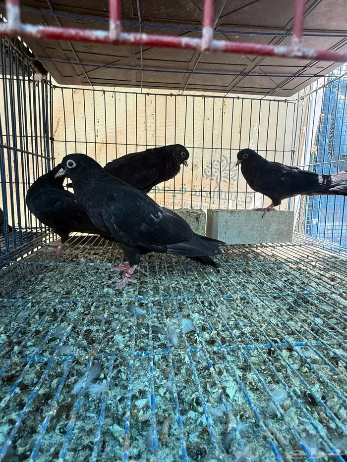 طبات صنعاوي بيور اصيل اسود 4