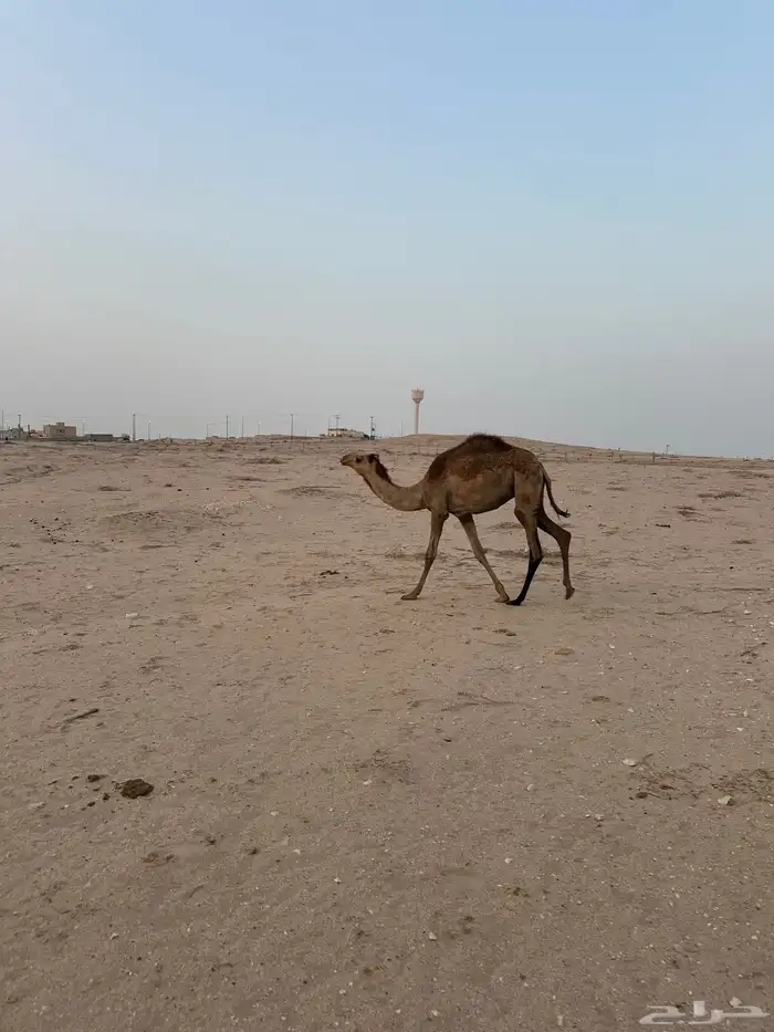 قعود للبيع 2