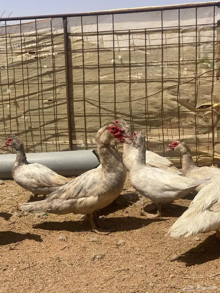 بط سوداني ( مسكوفي ) ( مصري ) ( بح ) 1