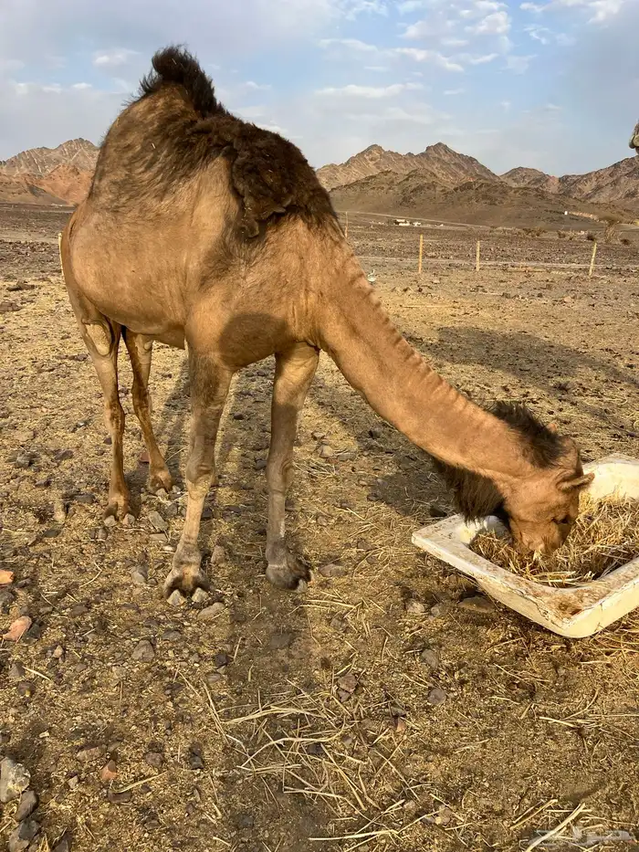 لقحه حمرا ساحليه ب 6600 تم البيع 0