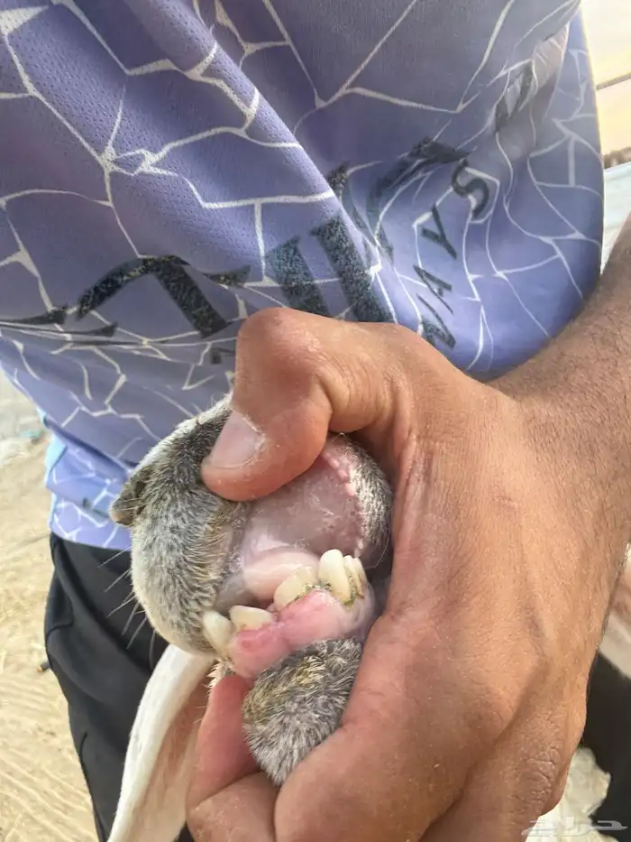 شاه حرية دافع فحص سونار الوادي السليل 1