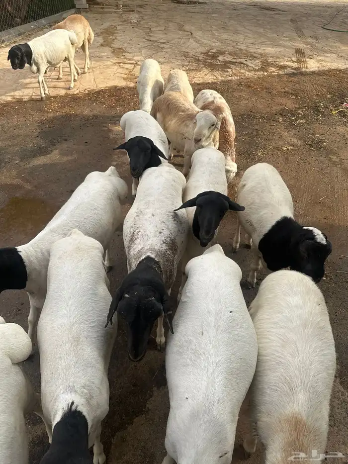 برابر ورفيديات 1
