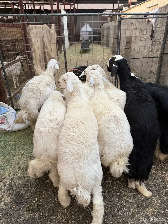 طليان وتيوس ذبايح نظيفه ع الشرط ( سلخ وتوصيل ) 2