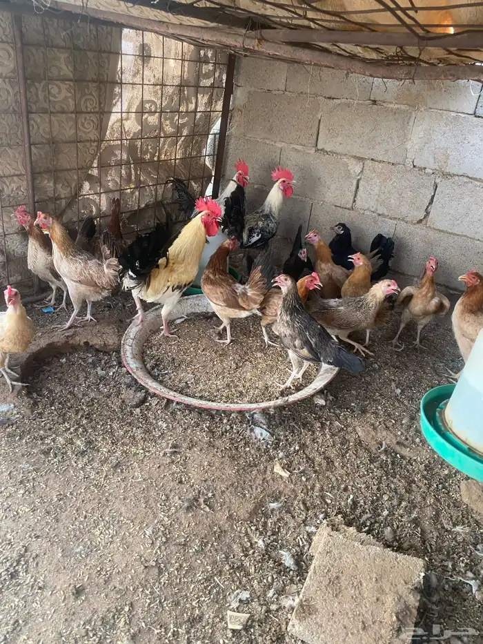 دجاج لبيع بلدي منوع 9