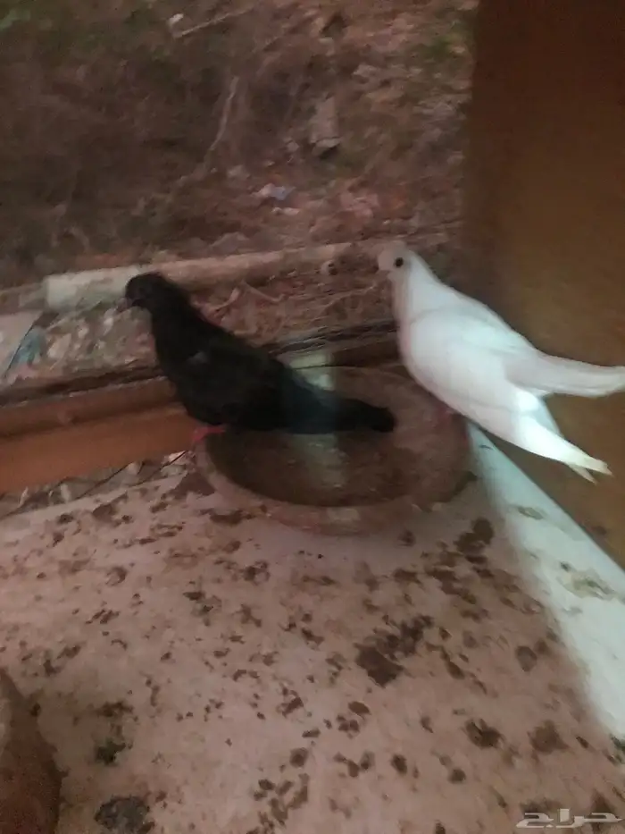 صنعاني اصيل شيبه حجم صغير وصوت ناعم 0