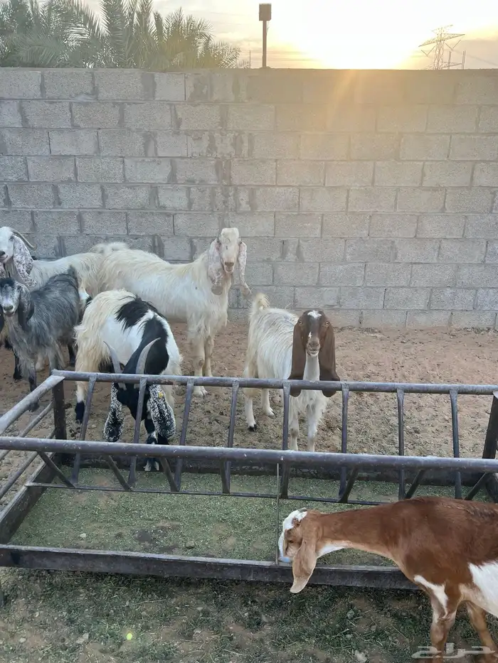 معزا دفيع وحليب 4