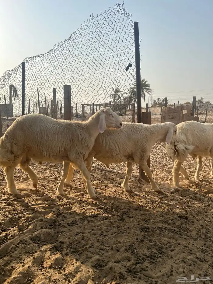 خرفان حريات ( تم البيع ) 6