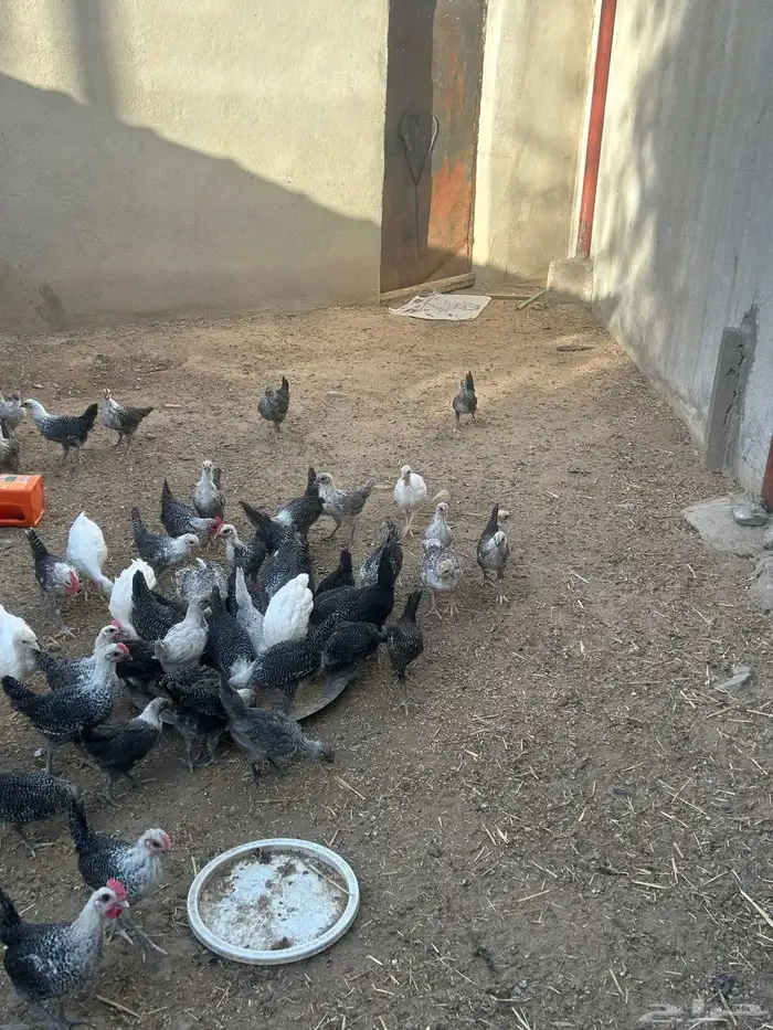 (دجاج رومي )(دجاج فيومي بياض) 3