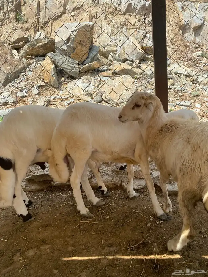 طليان للبيع(تم البيع) 2
