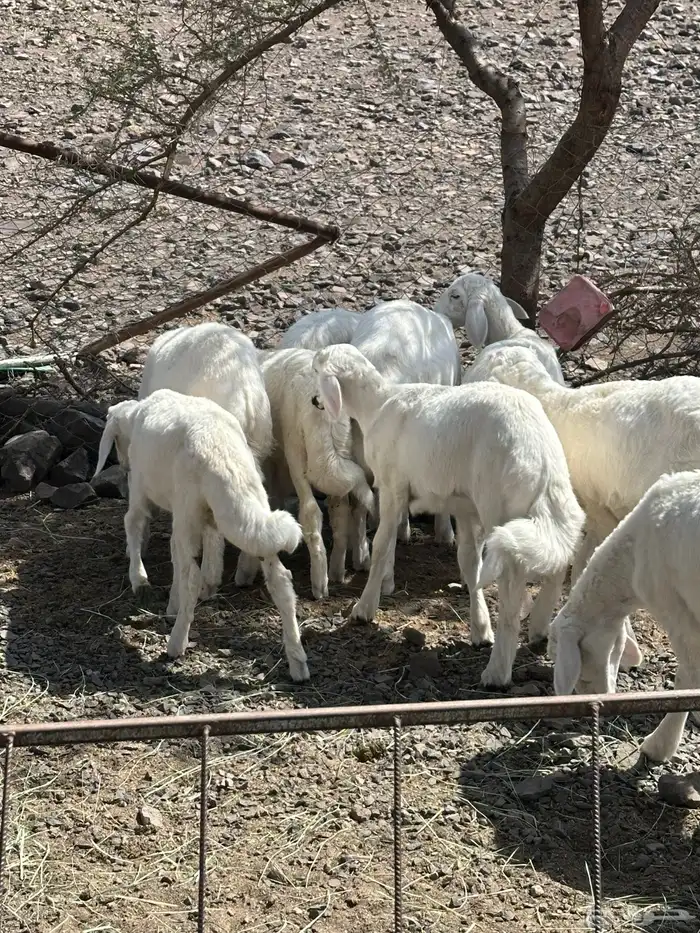خرفان 9