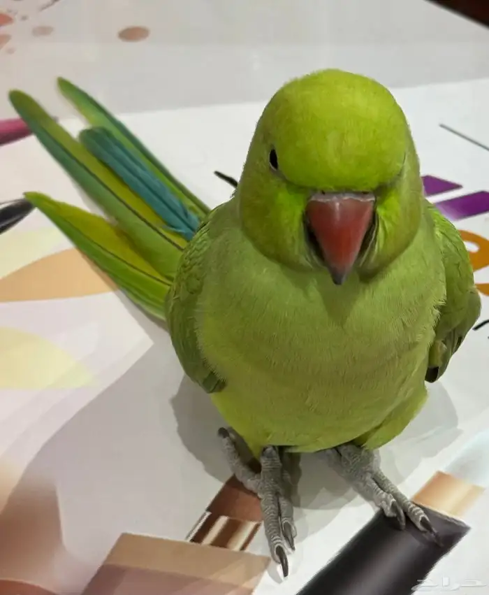 بغبغاء درة اليف ذكر وأنثى 1