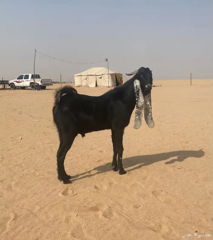 تيس هولندي صنف معرف الون اسود 0