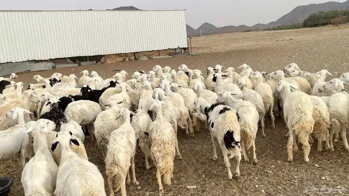 حريات متابيع ودفيع للبيع 6