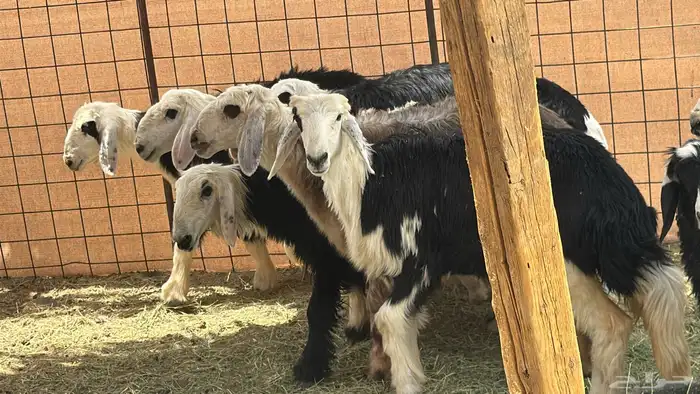 رخال صنف طيب 1